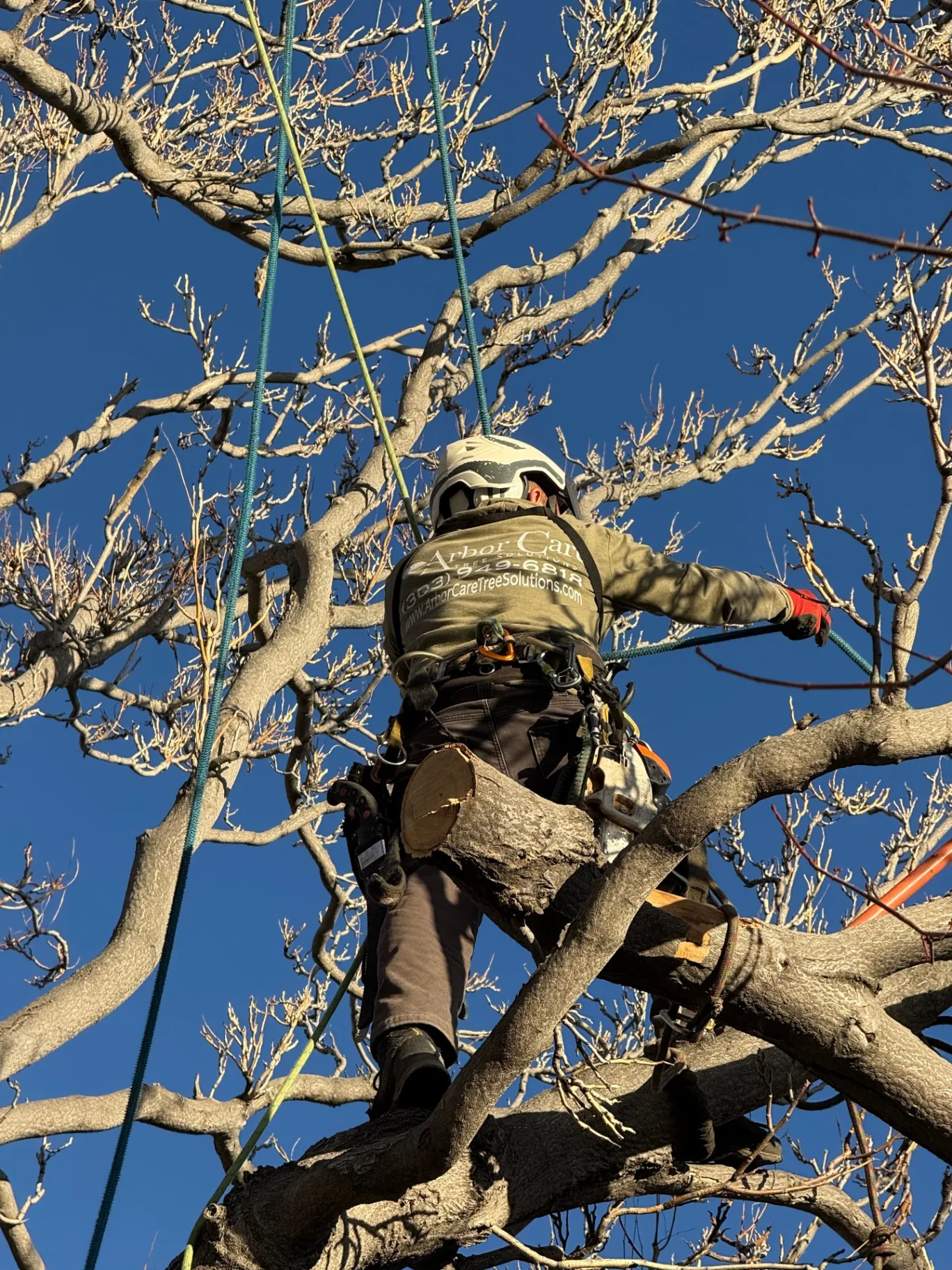 Arbor Care arborist climbing and trimming a tree in Denver Colorado