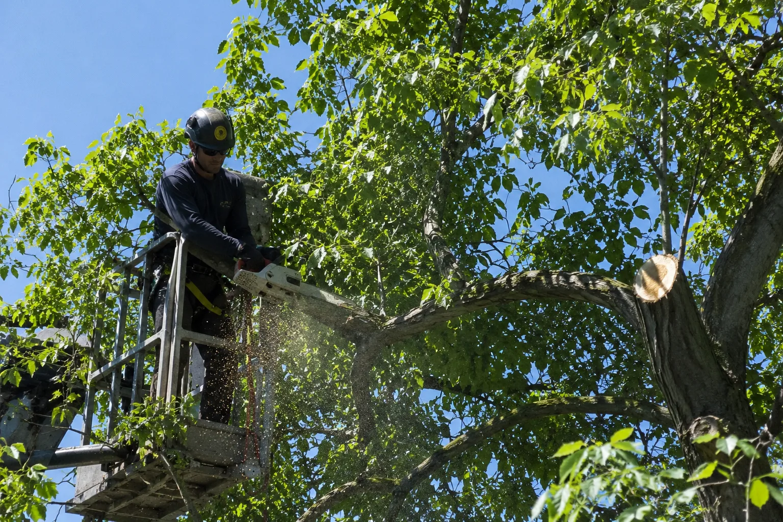 Landscaper services in Denver, Colorado