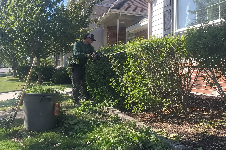 Bush and shrub trimming and removal service in Denver, Colorado
